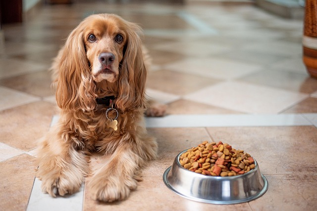-684b1f0c6eabe–684b1f0c6eabfenglish-cocker-spaniel-5937760_640.jpg